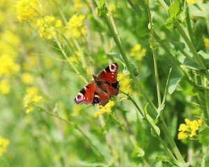 admiral butterfly