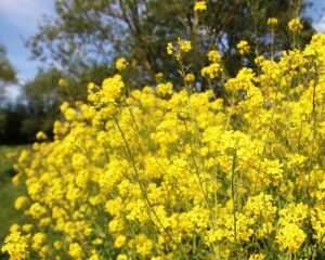 rapeseed