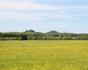 wittenham clumps